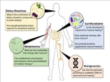 تاثیر وعده های غذایی در ترمیم طبیعی استخوان